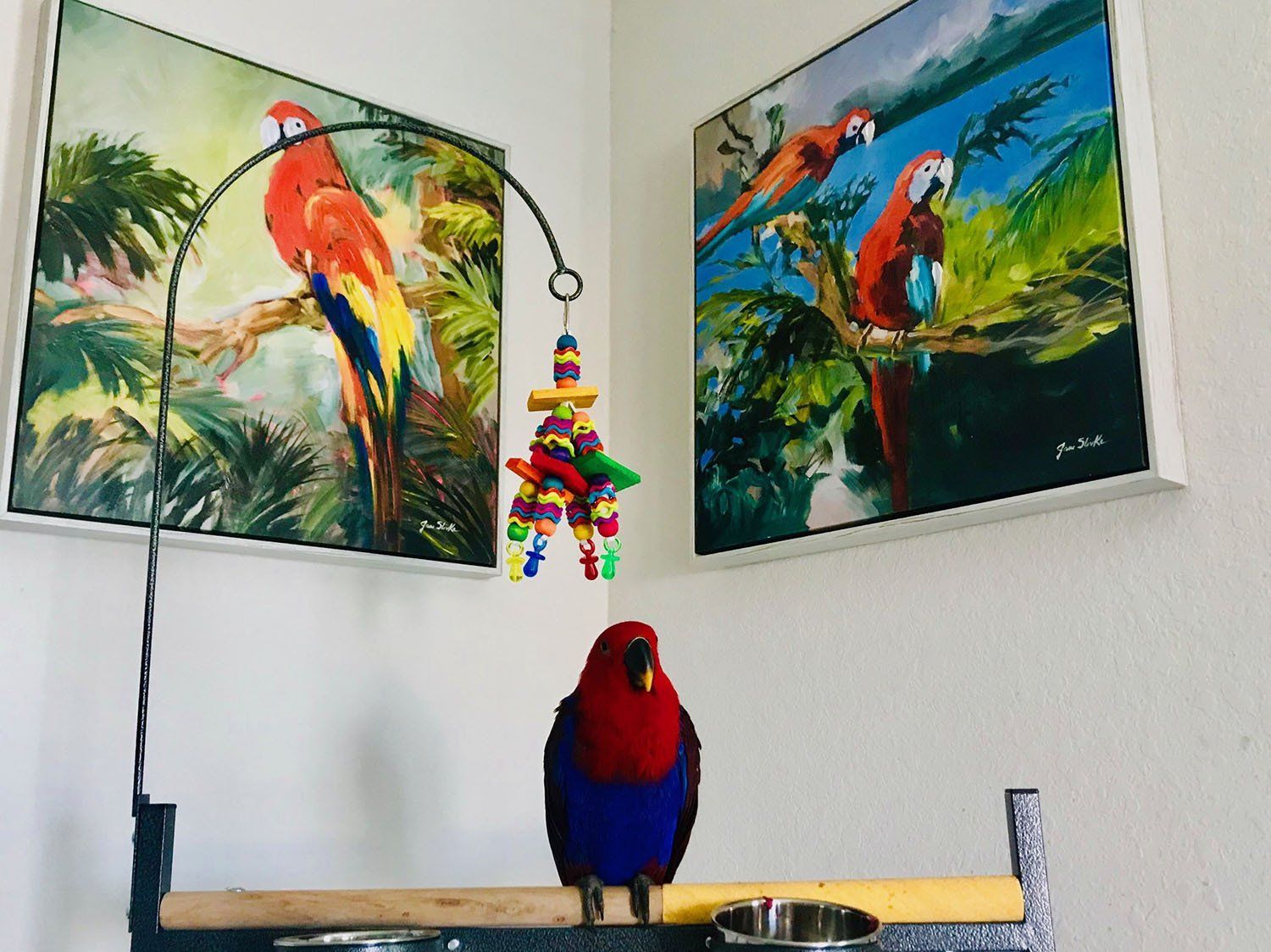 solely-solomon-aviaries-gallery-032