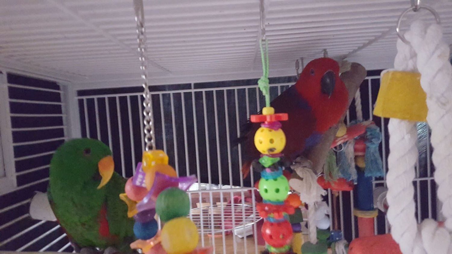 solely-solomon-aviaries-gallery-011