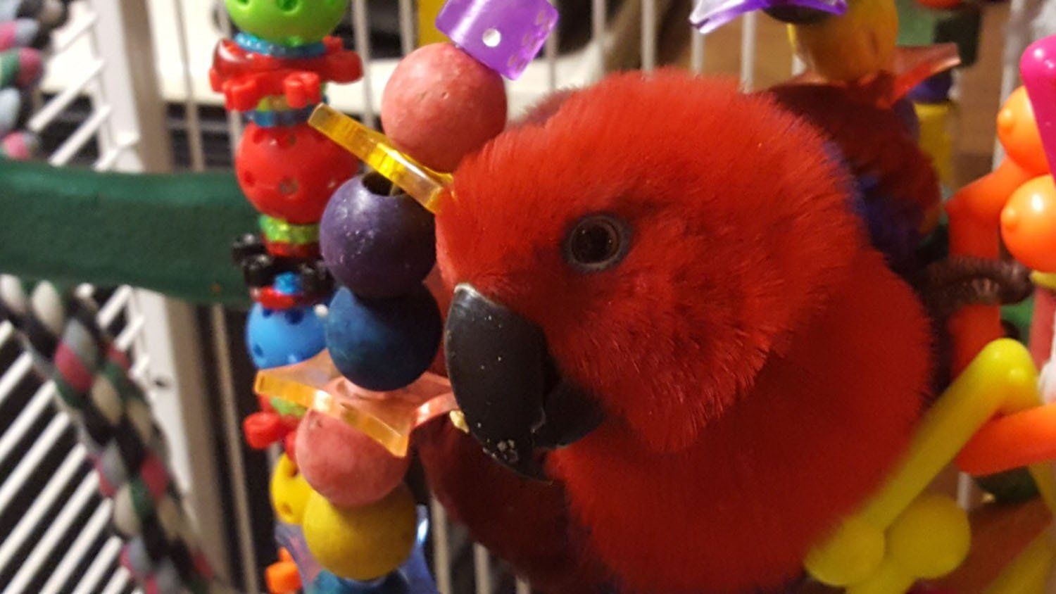 solely-solomon-aviaries-gallery-02