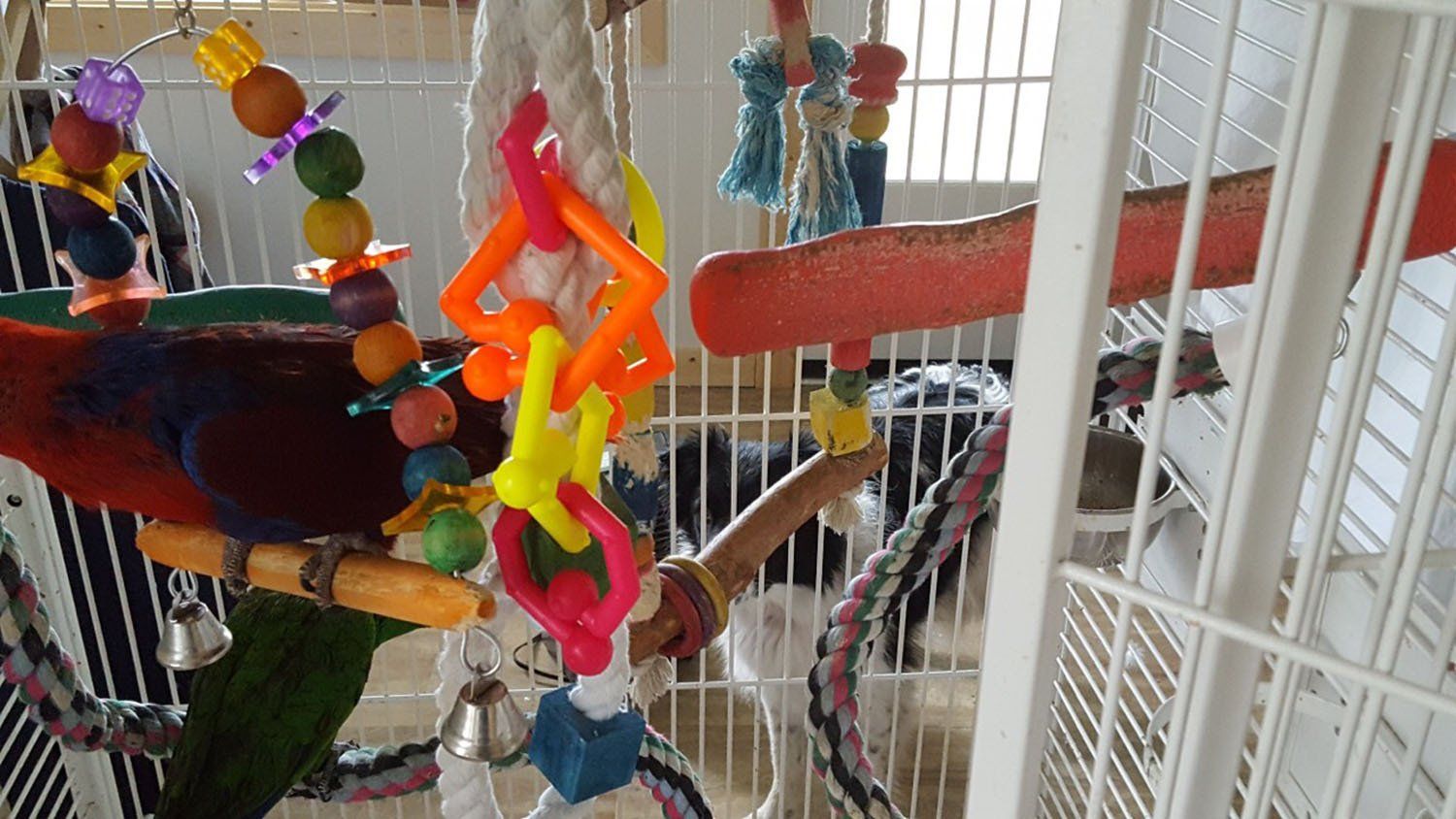 solely-solomon-aviaries-gallery-066