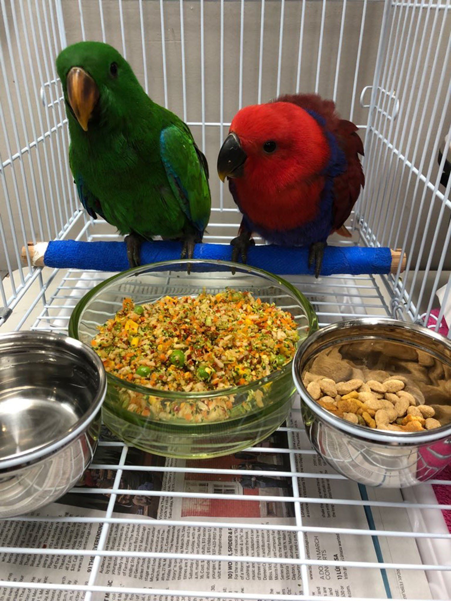 solely-solomon-aviaries-gallery-07