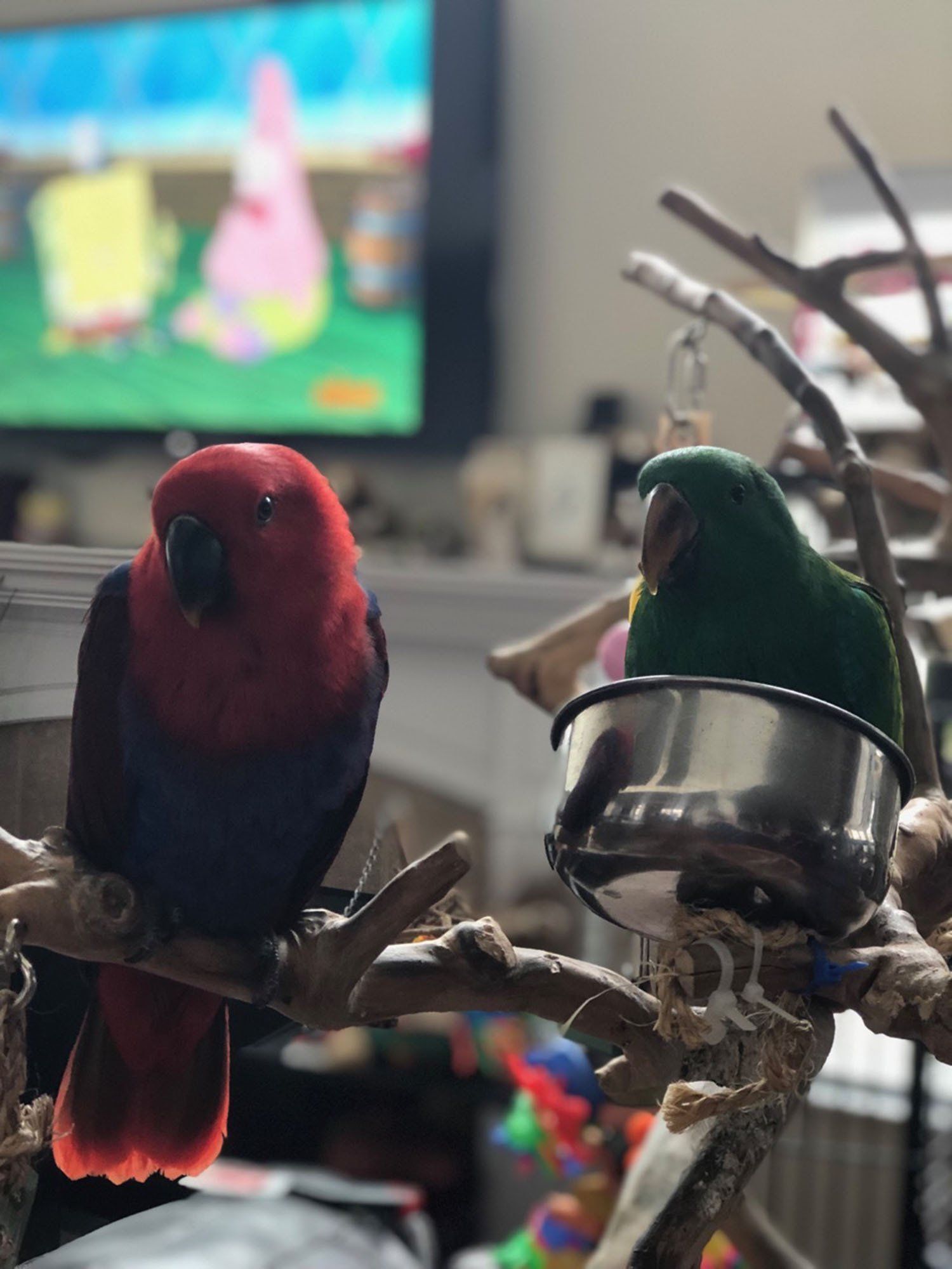 solely-solomon-aviaries-gallery-06