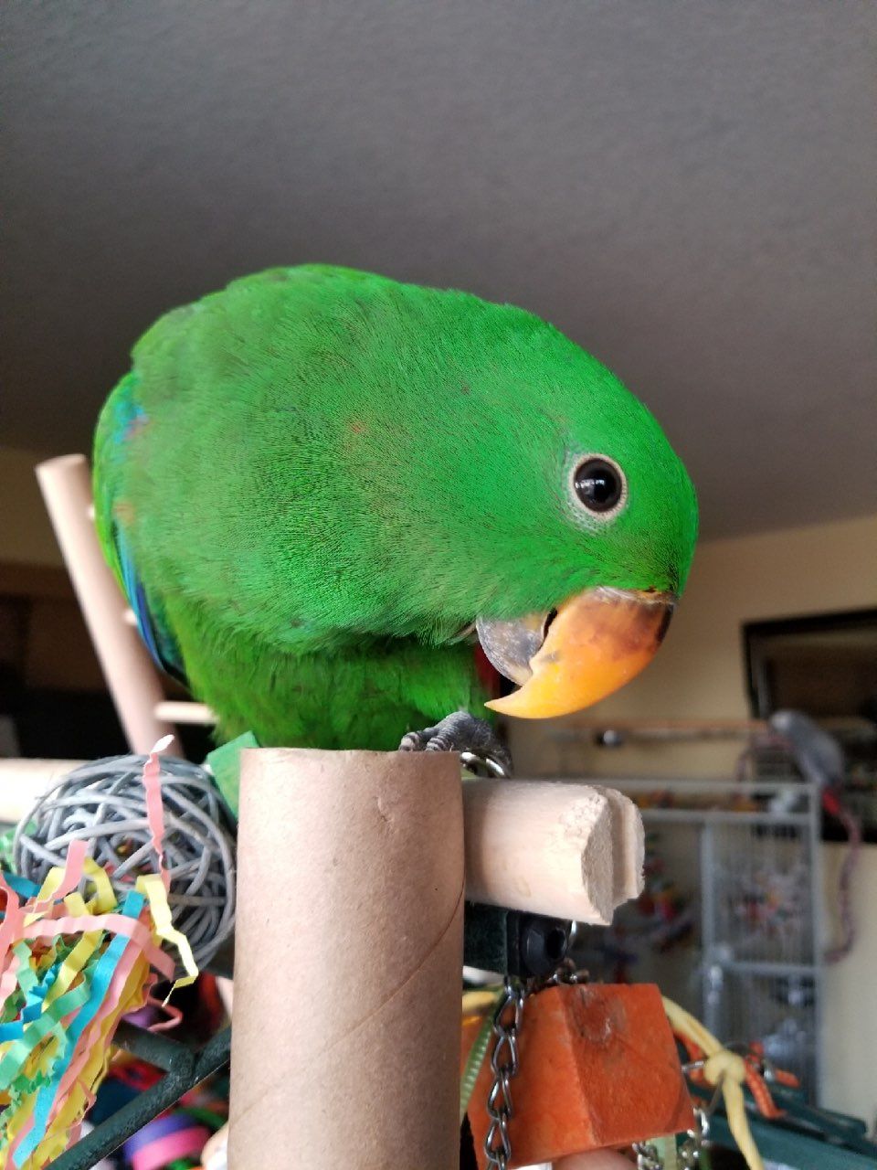 solely-solomon-aviaries-gallery-039