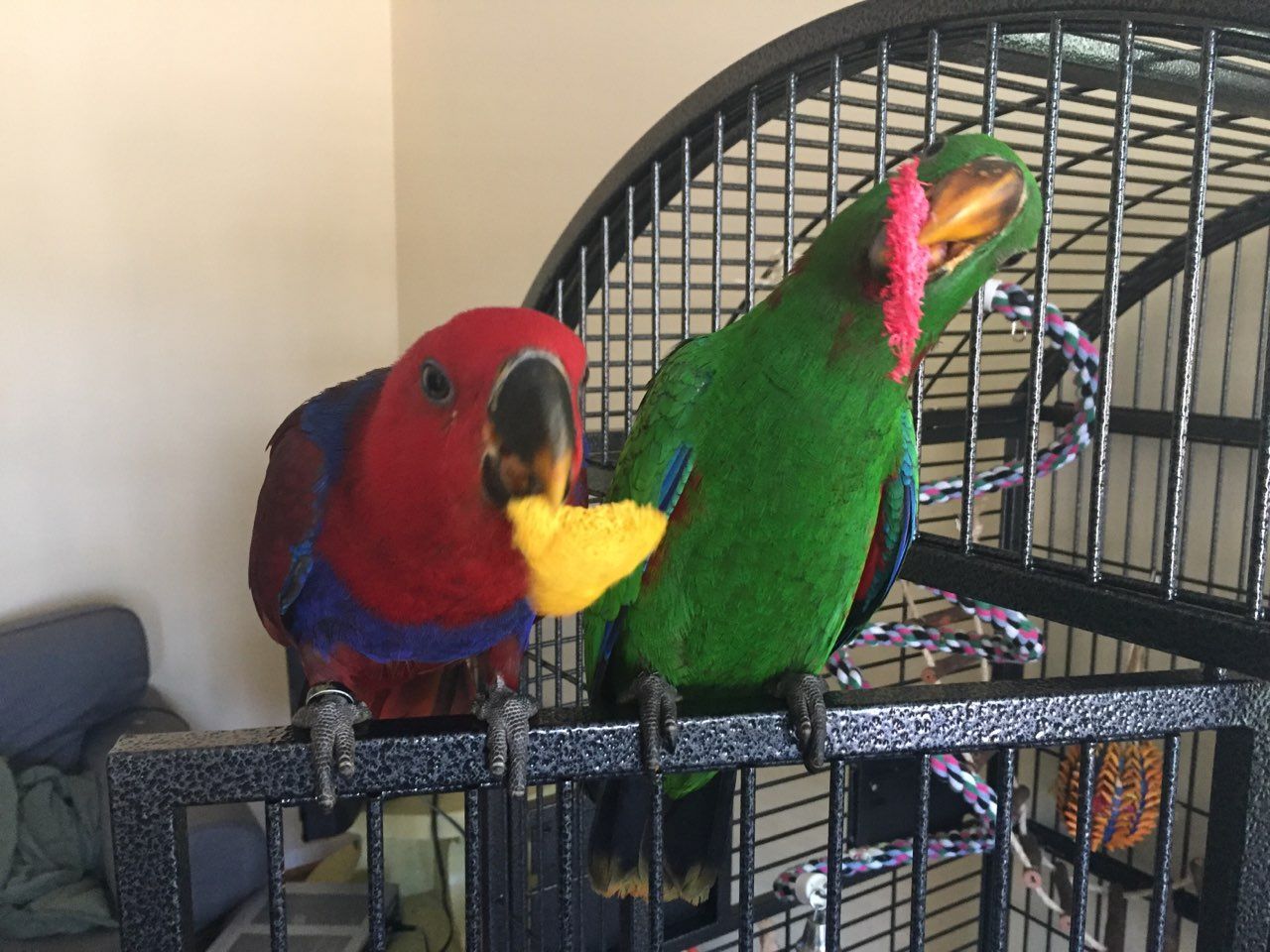 solely-solomon-aviaries-gallery-09