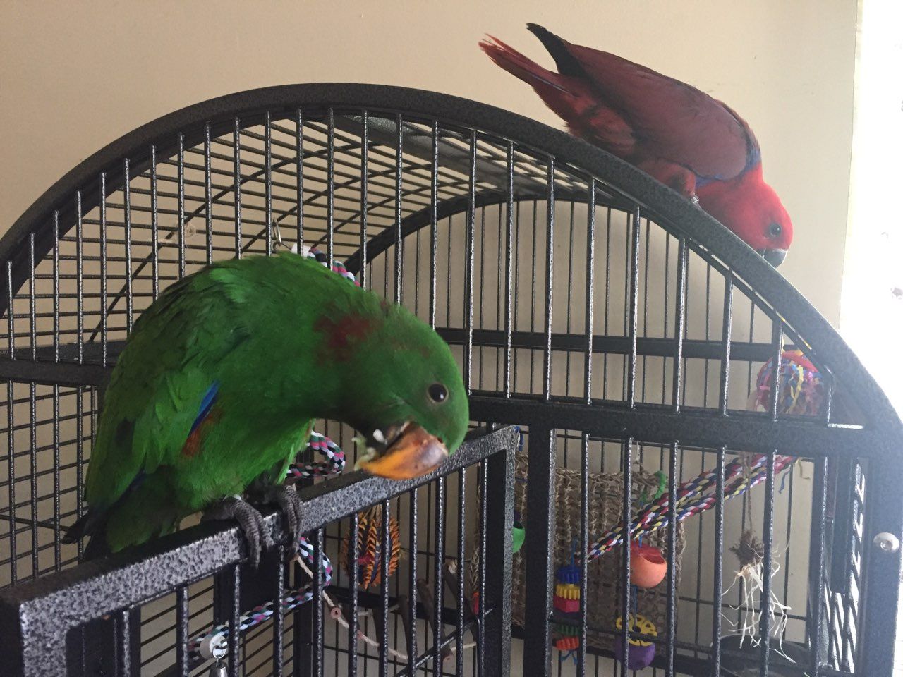 solely-solomon-aviaries-gallery-09