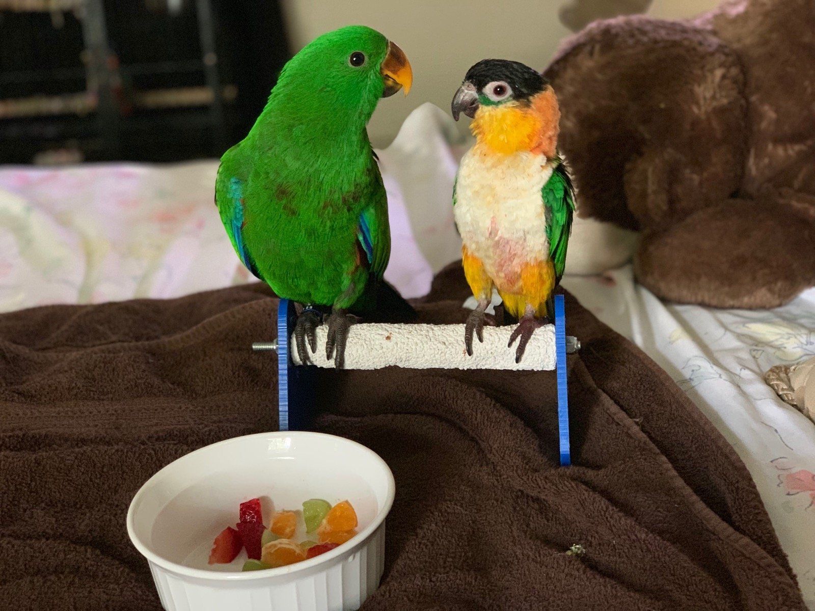 solely-solomon-aviaries-gallery-037