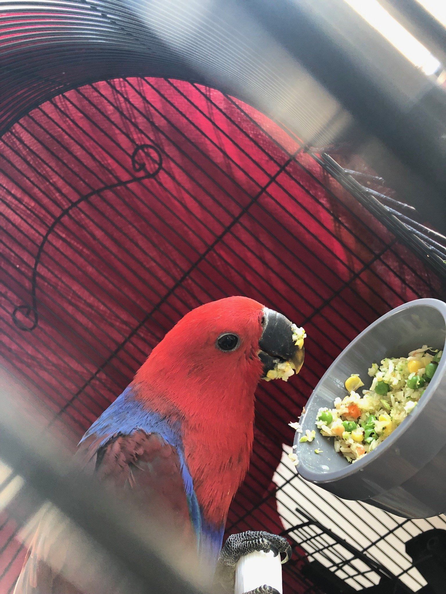 solely-solomon-aviaries-gallery-03