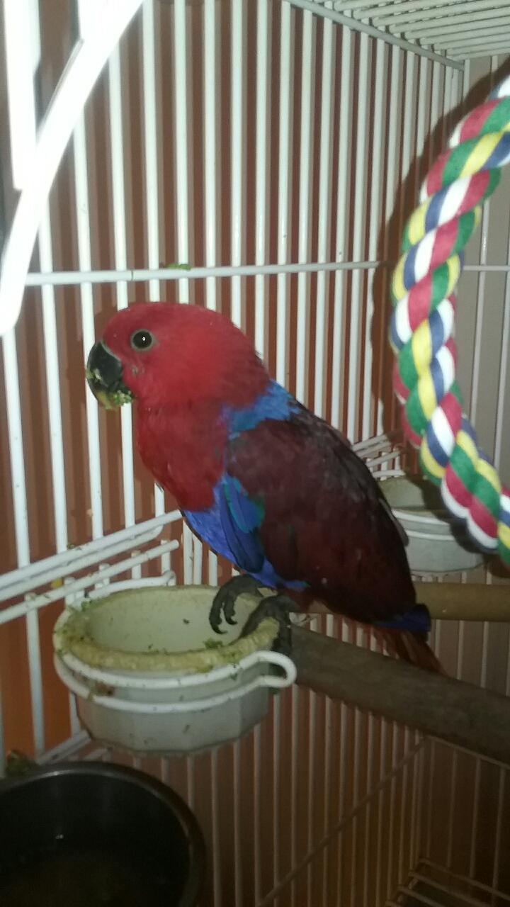 solely-solomon-aviaries-gallery-05