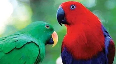 Two adult parrots