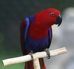 Adult parrots with red and blue colors