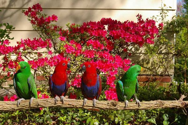 solely-solomon-aviaries-gallery-061