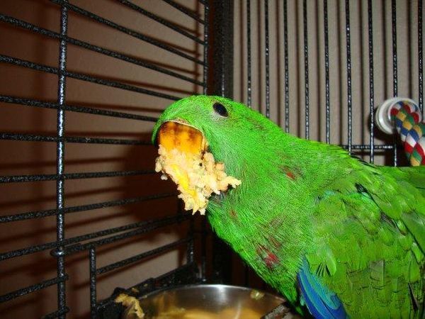 solely-solomon-aviaries-gallery-059