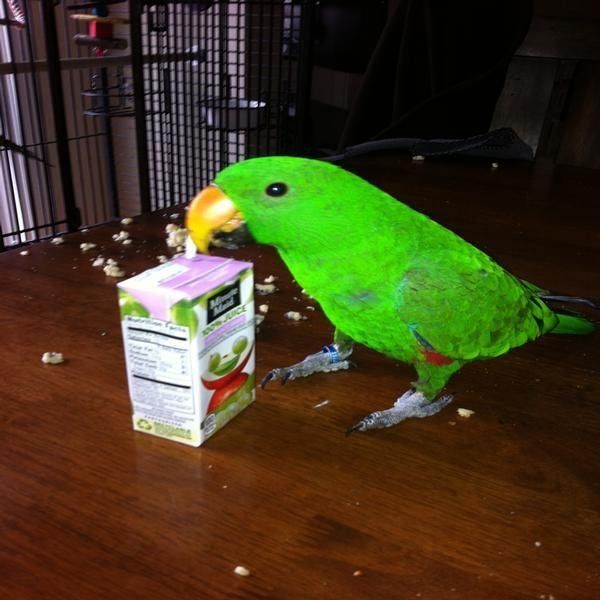 solely-solomon-aviaries-gallery-059