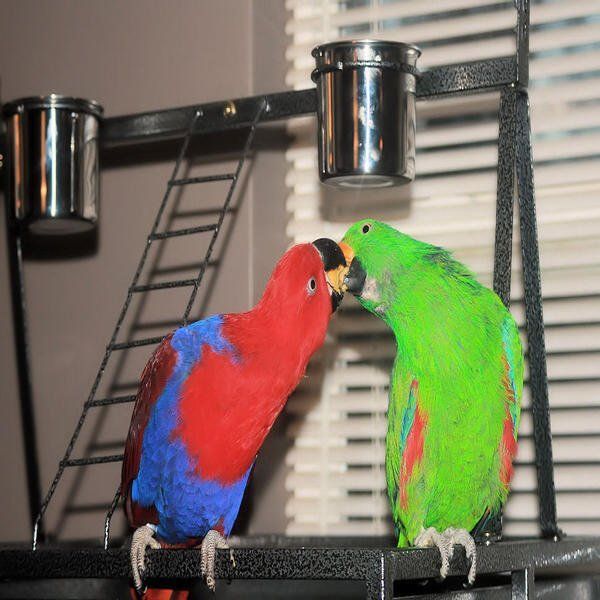 solely-solomon-aviaries-gallery-026