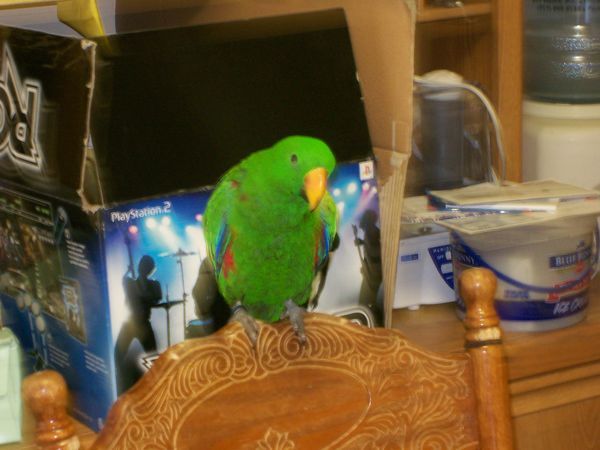 solely-solomon-aviaries-gallery-058