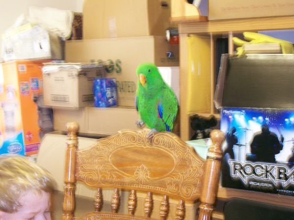 solely-solomon-aviaries-gallery-057