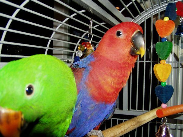 solely-solomon-aviaries-gallery-028
