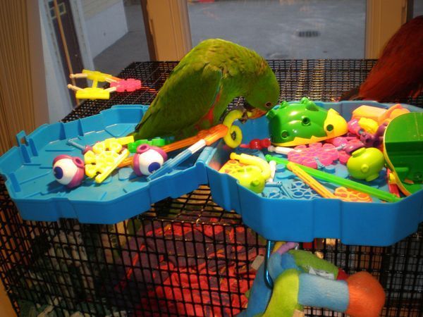 solely-solomon-aviaries-gallery-056