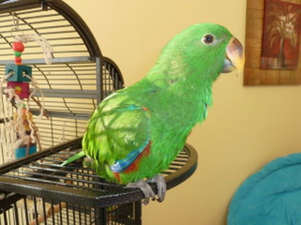 solely-solomon-aviaries-gallery-054