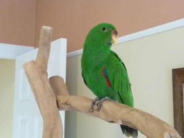 solely-solomon-aviaries-gallery-053