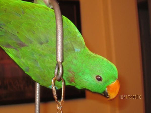 solely-solomon-aviaries-gallery-052