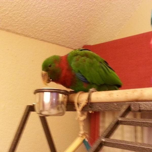 solely-solomon-aviaries-gallery-051