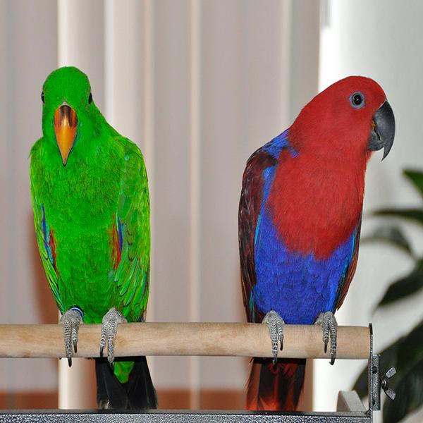 solely-solomon-aviaries-gallery-020