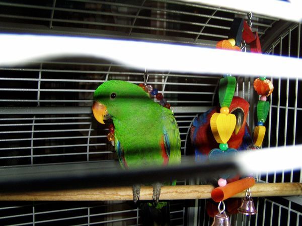 solely-solomon-aviaries-gallery-049