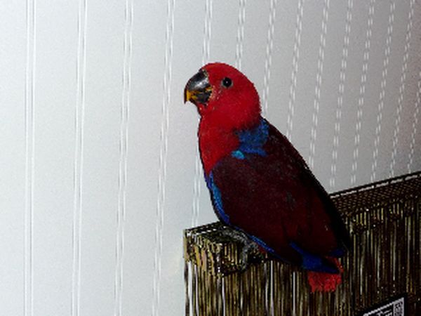 solely-solomon-aviaries-gallery-050