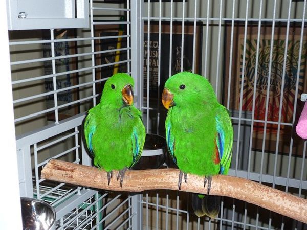 solely-solomon-aviaries-gallery-047