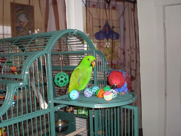 solely-solomon-aviaries-gallery-048