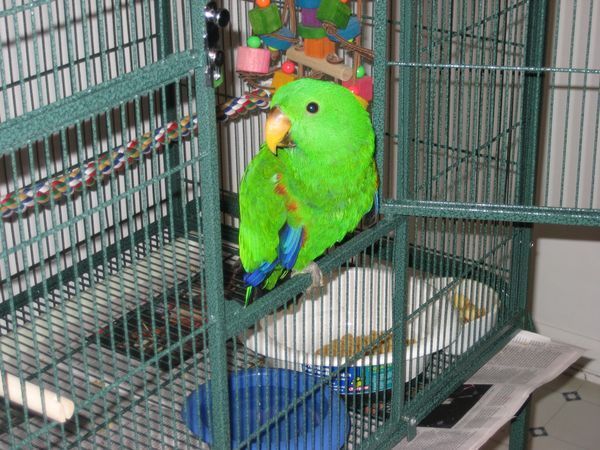 solely-solomon-aviaries-gallery-045