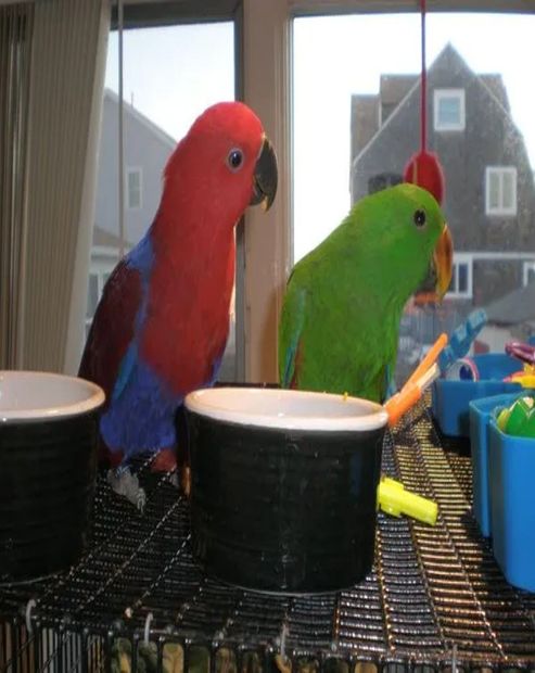 Learn More About Eclectus Babies Eclectus babies