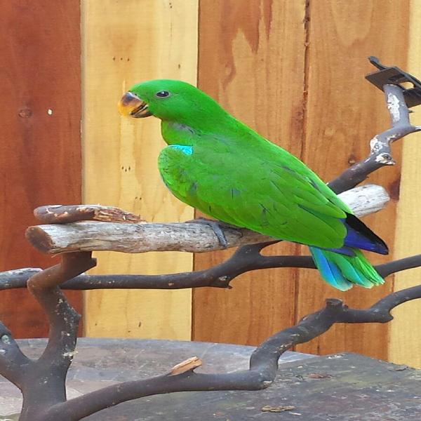 solely-solomon-aviaries-gallery-046