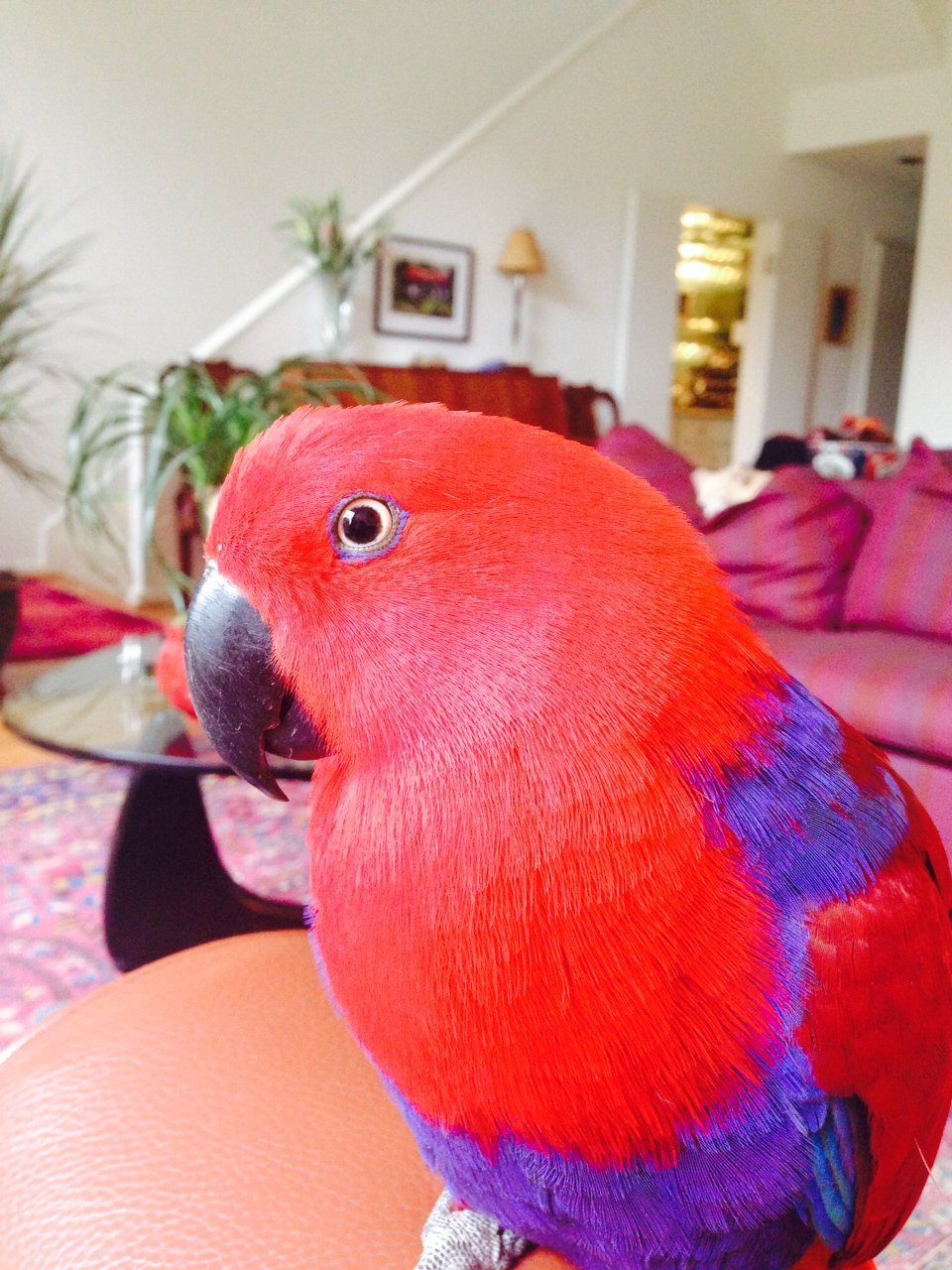 solely-solomon-aviaries-gallery-01