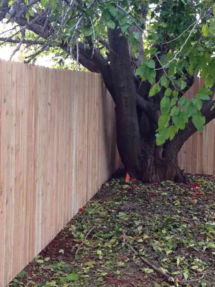 A large tree is growing next to a wooden fence.