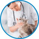 Check-up of a cat