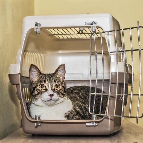 Choosing the Right Cat Carrier  Animal Hospital of North Asheville