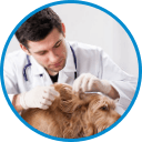 Pet check-up