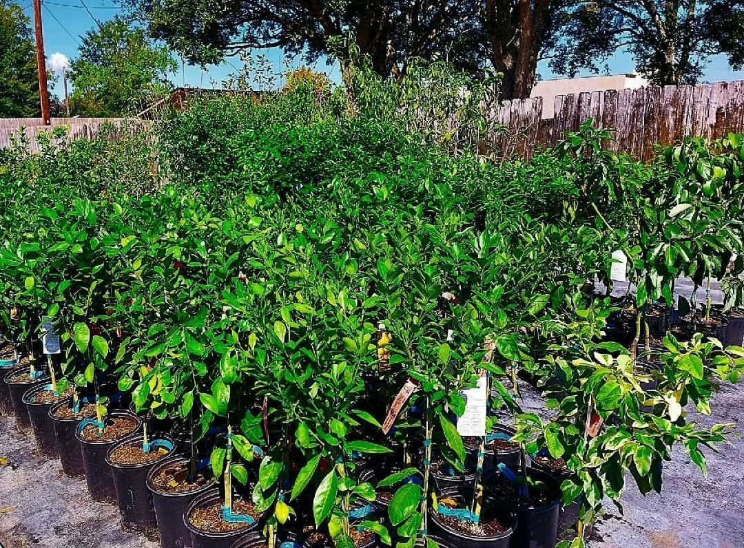 Rows of young potted trees in a sunny outdoor nursery with green foliage and labels