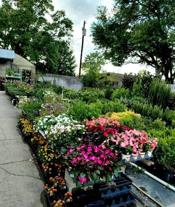 Outdoor garden center with rows of colorful potted flowers and plants along a paved path