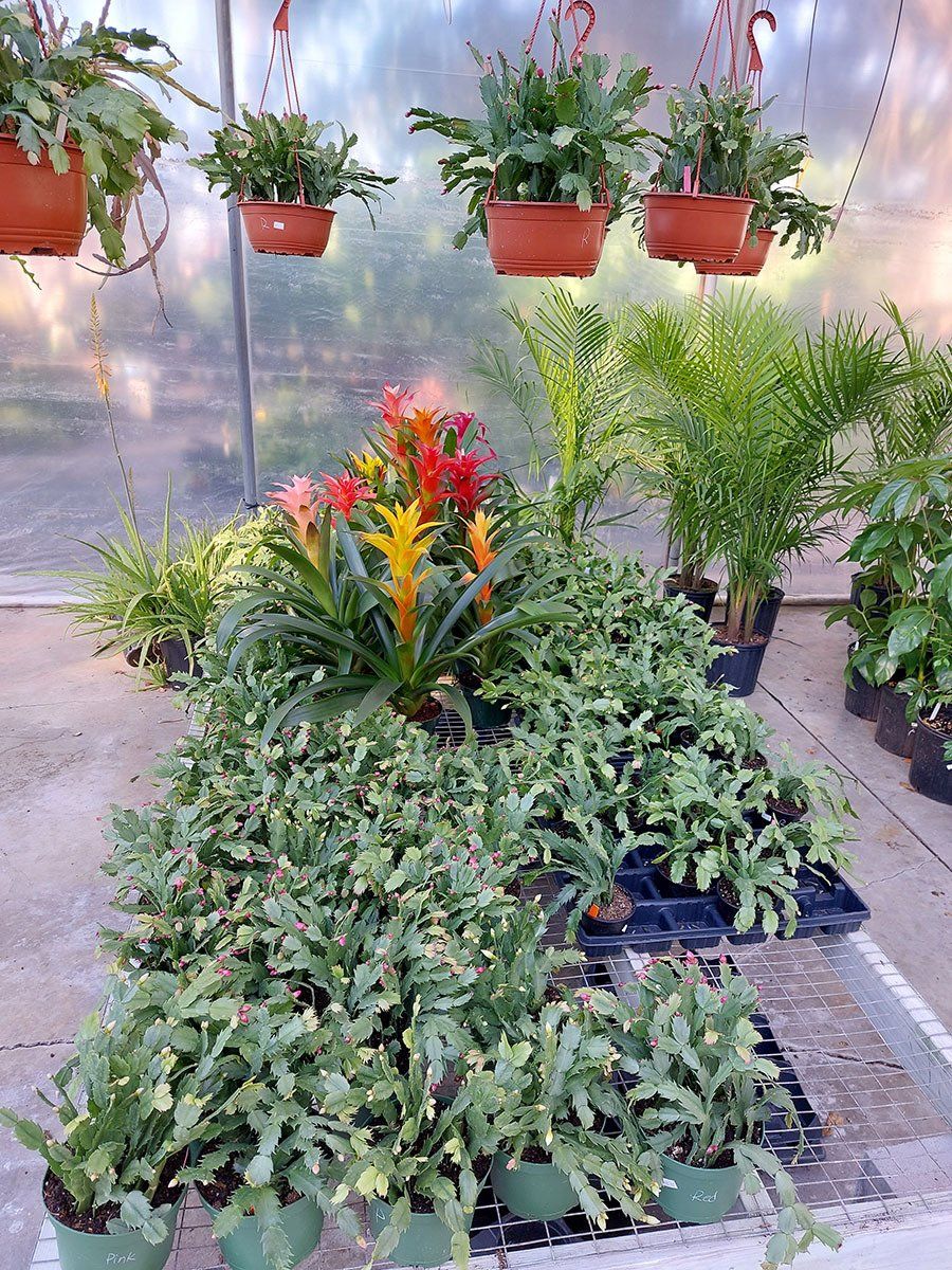 Plants on display
