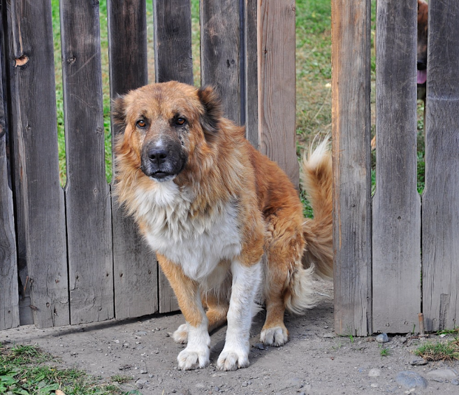 Large, brown and white dog sitting by a wooden fence, looking toward the viewer.