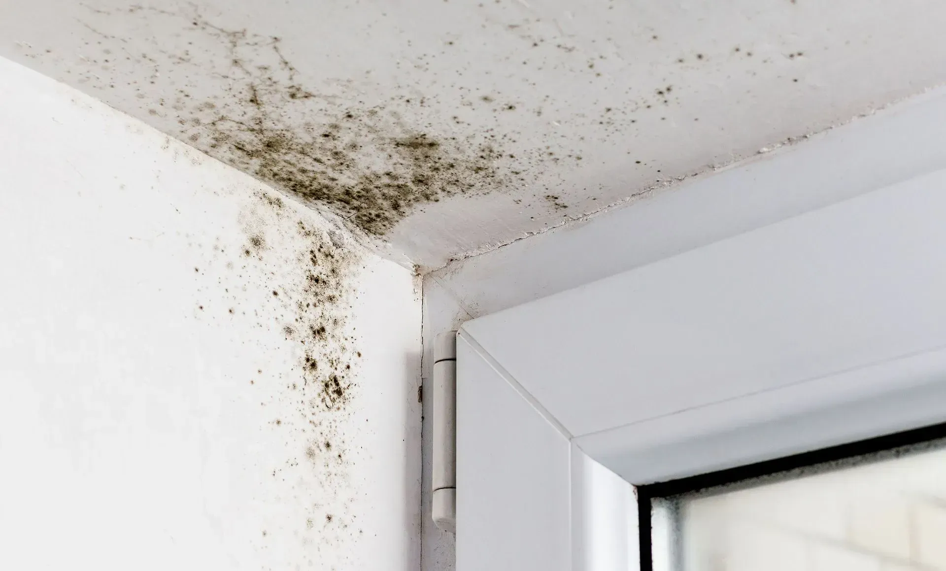 Mold Detection & Remediation Specialists, Inc