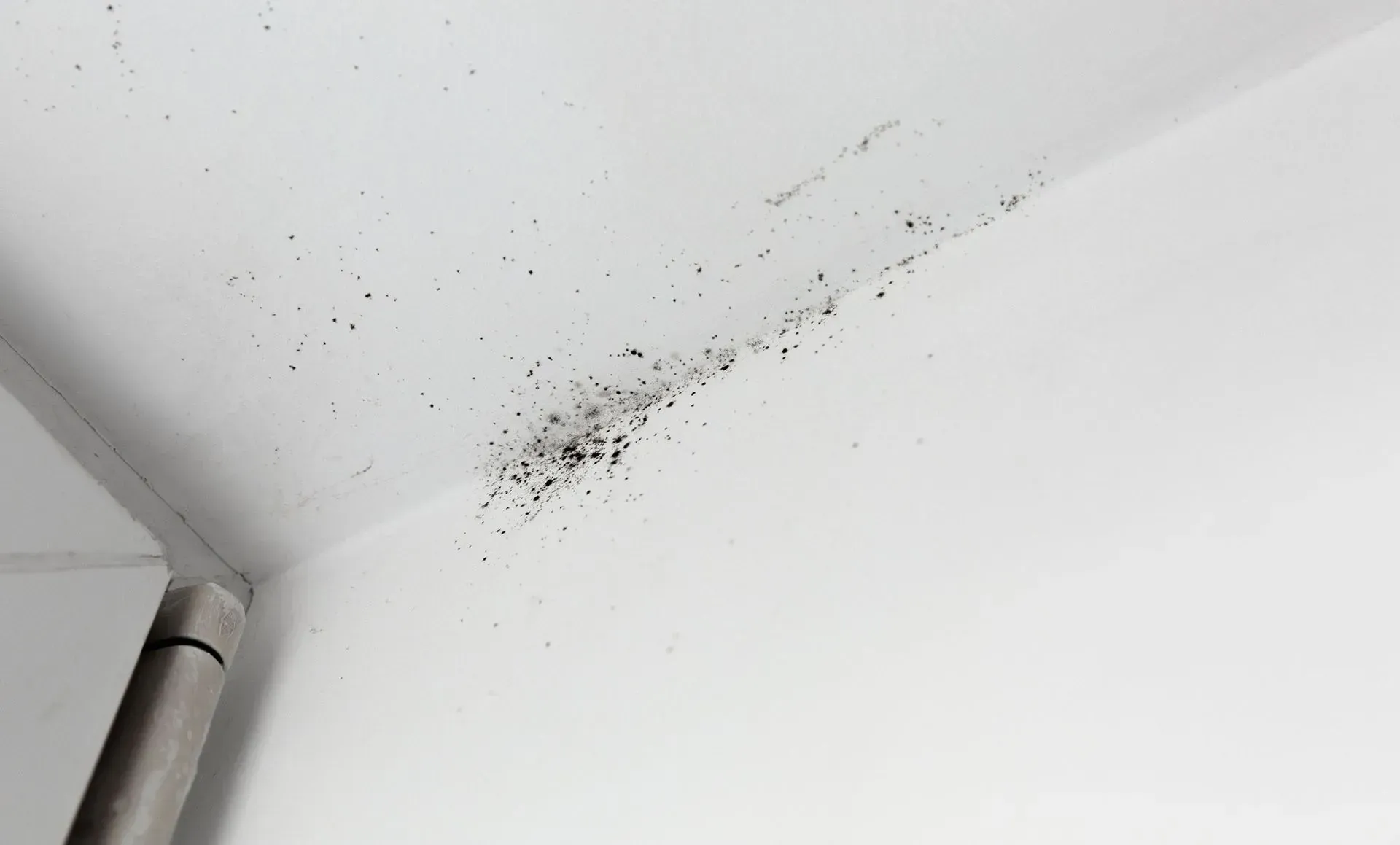 Mold Detection & Remediation Specialists, Inc