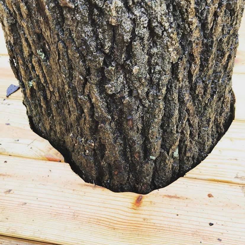 A tree trunk with a hole in it is sitting on a wooden deck.