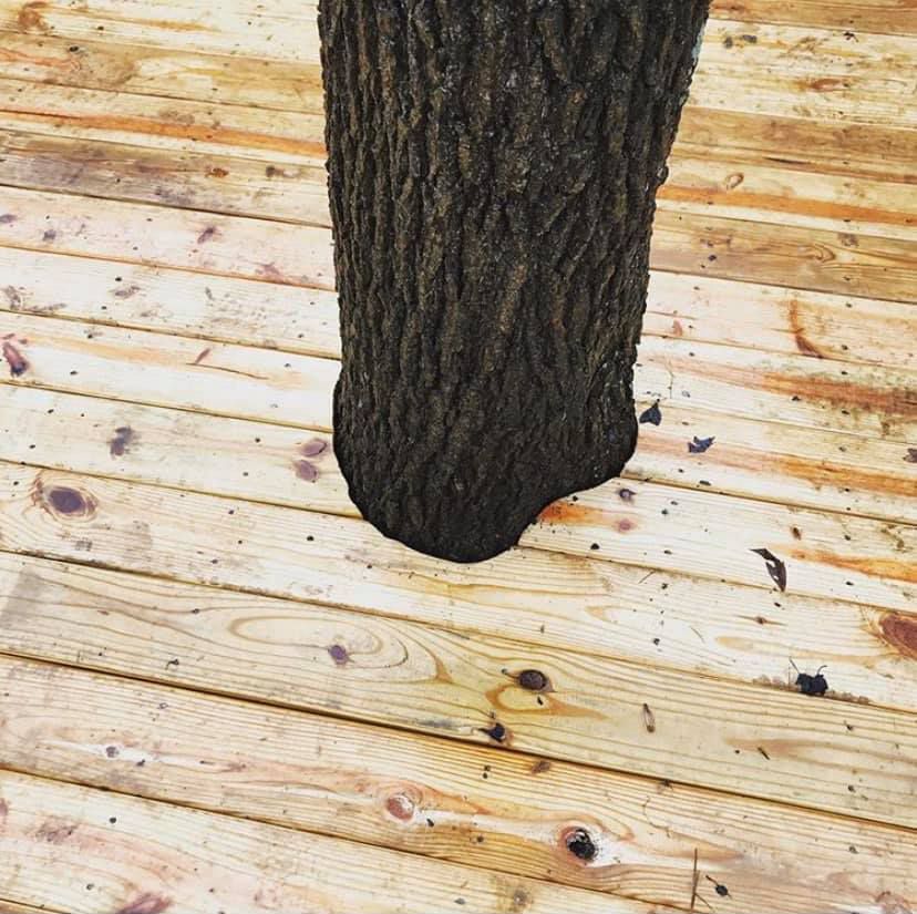 A tree trunk is sitting on a wooden deck