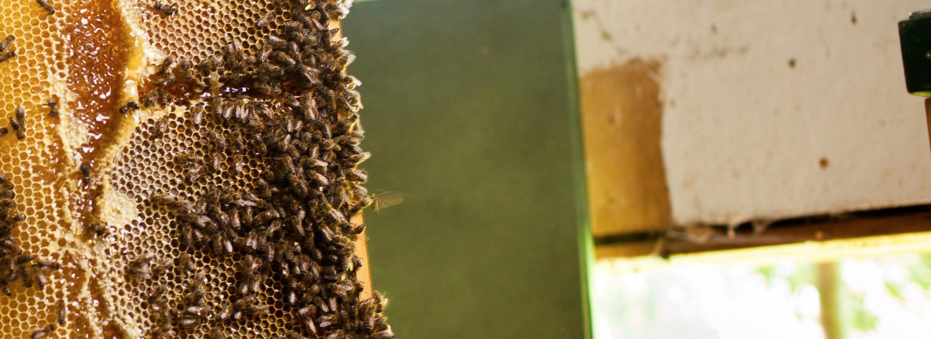 Bee Removal West Palm Beach Expert Solutions