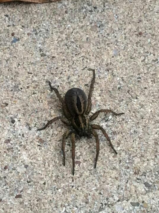 A brown wolf spider with striped markings rests on a gray concrete surface.