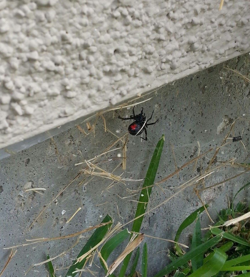 Black widow spider with red hourglass marking on its abdomen, on concrete near a wall and grass.